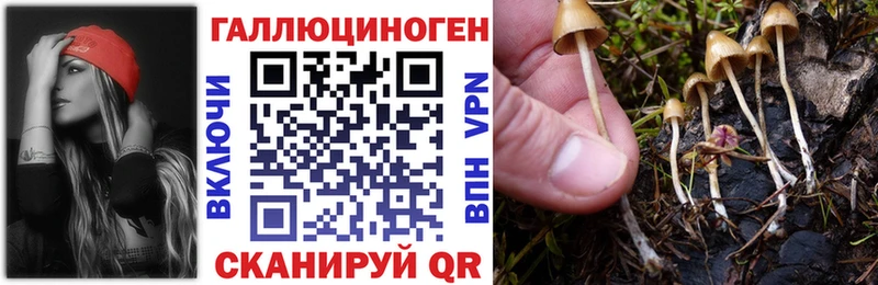 дарк нет какой сайт  Санкт-Петербург  Галлюциногенные грибы Psilocybine cubensis  купить  